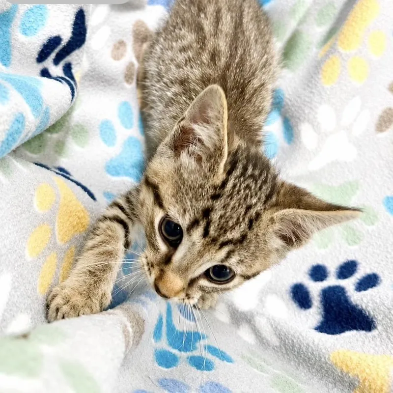 A baby small-sized male Brown / Chocolate Domestic Short Hair cat named Prismo for adoption in Austin, TX