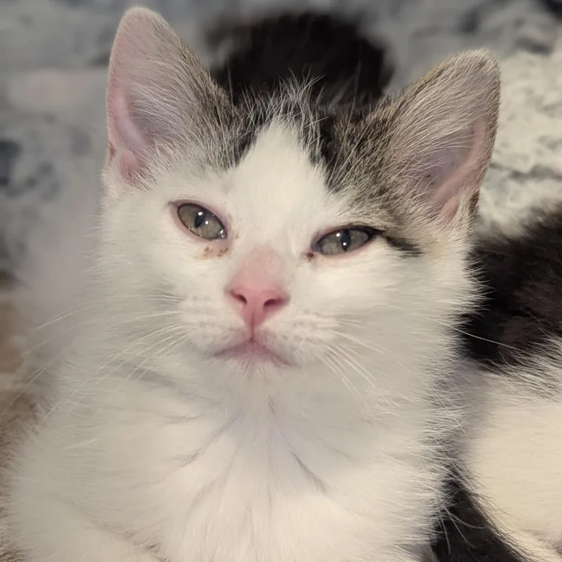 A baby medium-sized female Tabby (Brown / Chocolate) Domestic Short Hair cat named Jellybelly for adoption in Fenton, MI