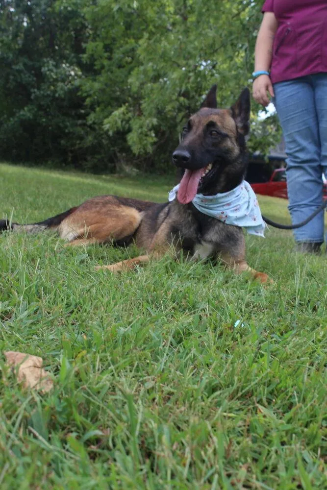 A young medium-sized female Tricolor (Brown, Black, & White) Belgian Shepherd / Malinois dog named Lark Located in for adoption in Imlay City, MI