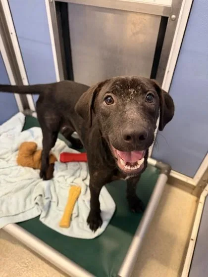 A young medium-sized male Mixed Breed dog named Reno for adoption in Honolulu, HI