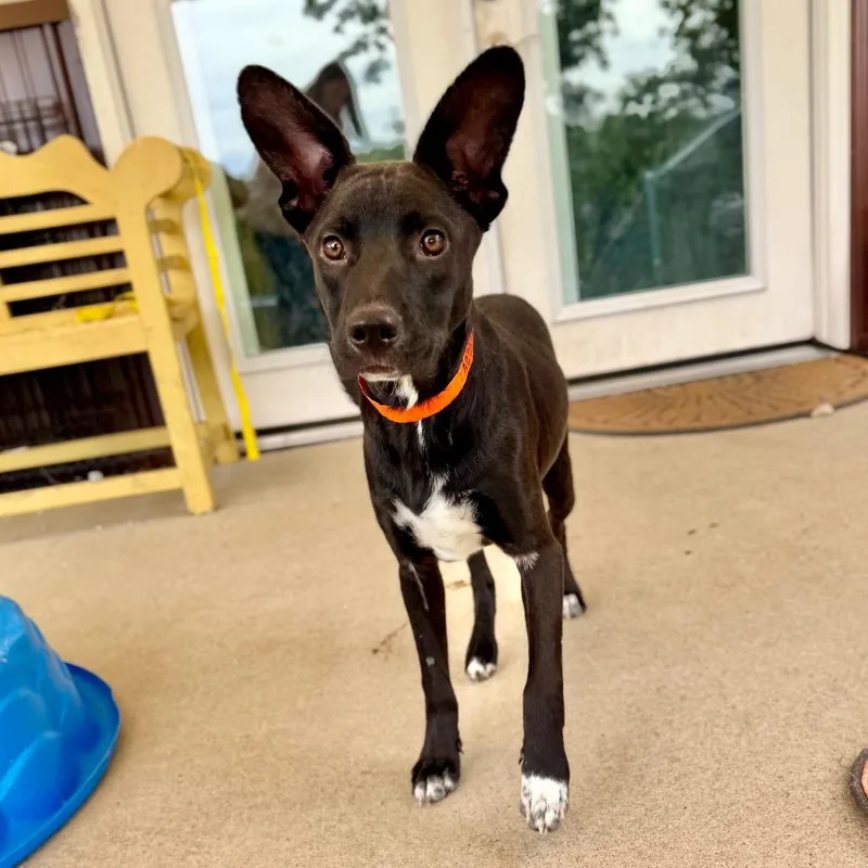 A young medium-sized male Black Mixed Breed dog named Peter  Missouri for adoption in Peyton, CO