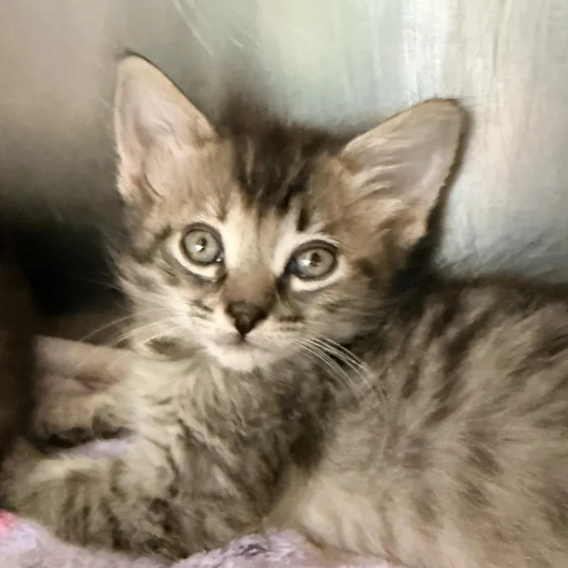 A baby small-sized female Brown / Chocolate Domestic Short Hair cat named Kale for adoption in Palm Springs, CA