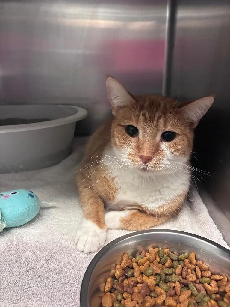 An adult medium-sized female Domestic Short Hair cat named Lark for adoption in Lima, OH