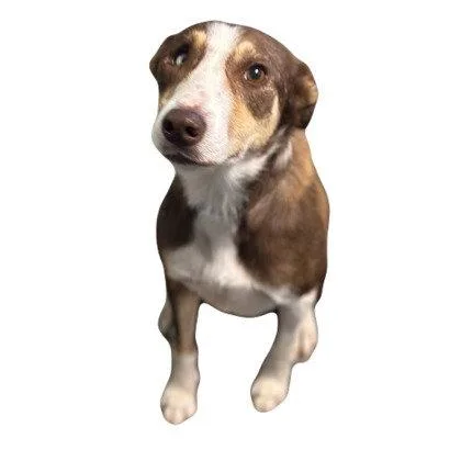 An adult medium-sized female Border Collie dog named Petra for adoption in Sunnyvale, CA