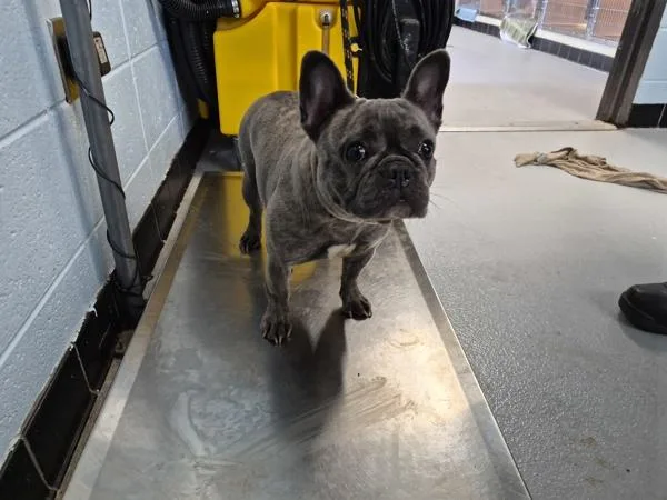 An adult small-sized female French Bulldog dog named Pen Miranda for adoption in Lawrenceville, GA