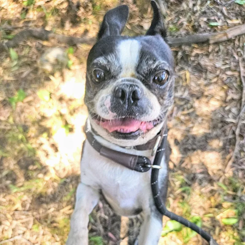 An adult medium-sized male Mixed Breed dog named Koopa for adoption in Oakland, CA