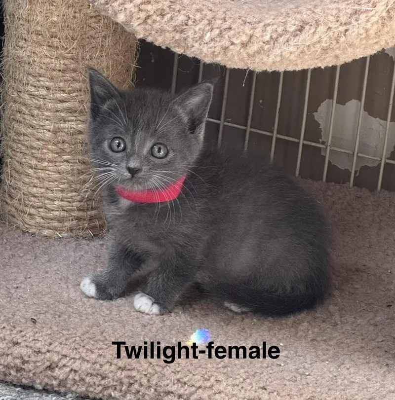 Twilight thumbnail 2