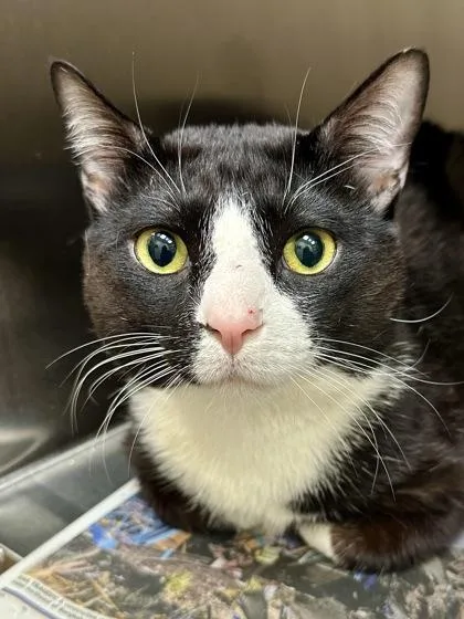 An adult large-sized male Black Domestic Short Hair cat named Piojio for adoption in Wichita, KS