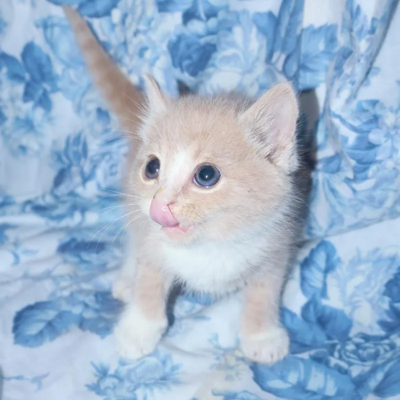 A baby small-sized male Buff / Tan / Fawn Domestic Medium Hair cat named Vienna Sausage for adoption in Enfield, NH