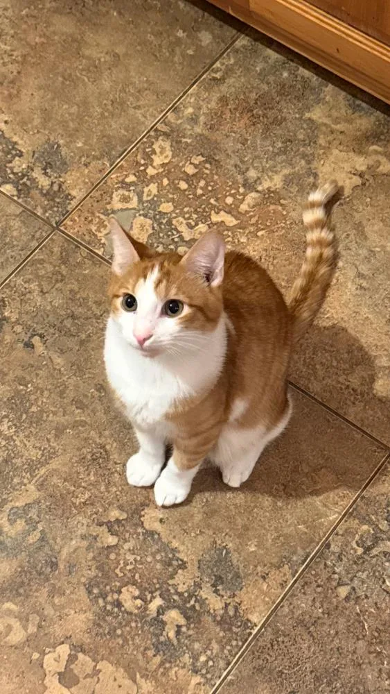 Dandy Andy thumbnail 3