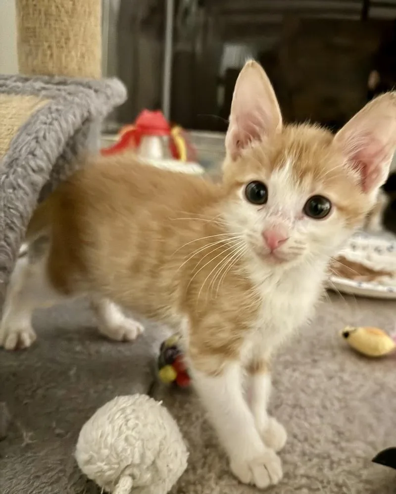 Dandy Andy thumbnail 4