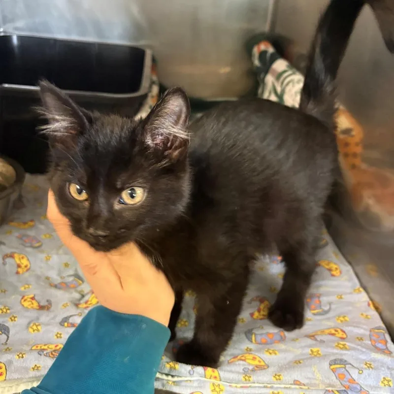 A baby small-sized male Domestic Short Hair cat named Armani for adoption in Chehalis, WA