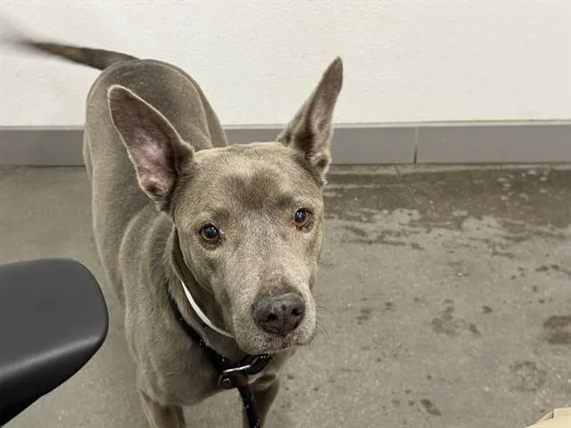 An adult large-sized female Pit Bull Terrier dog named Princess for adoption in Mesa, AZ