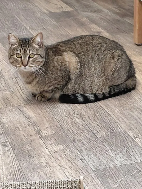 A young medium-sized female Domestic Short Hair cat named Ruby for adoption in McMinnville, OR
