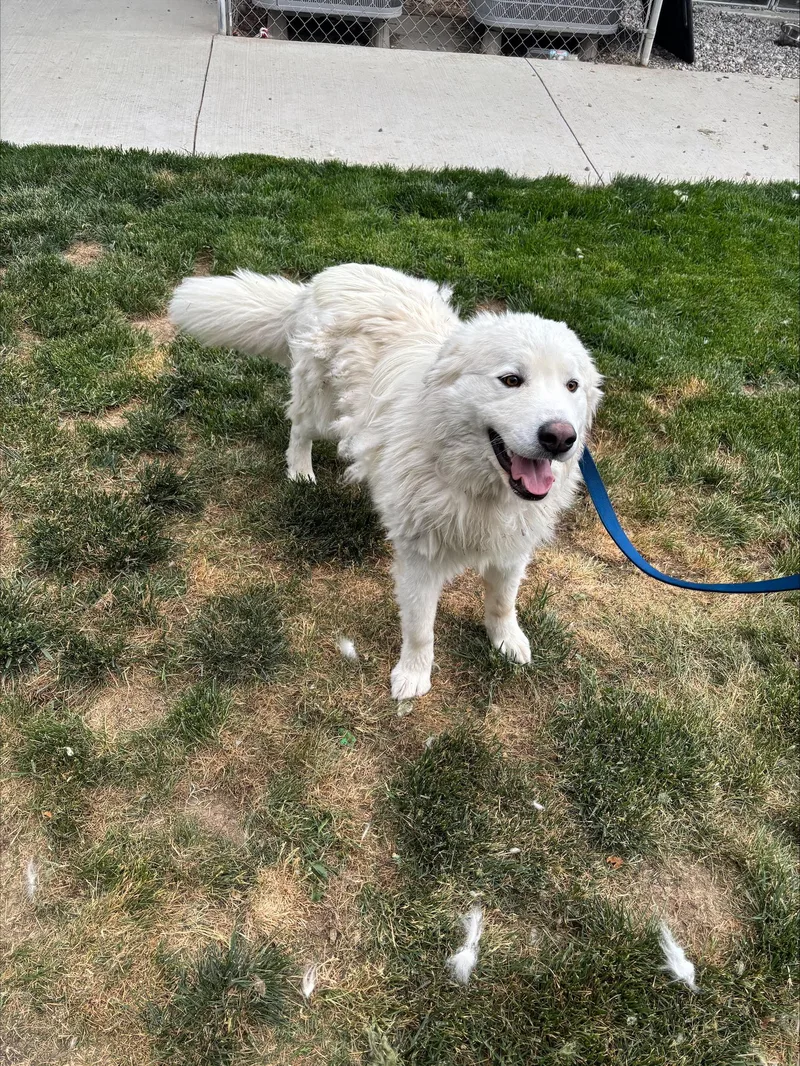 An adult large-sized male White / Cream Great Pyrenees dog named Cooper for adoption in Quincy, WA