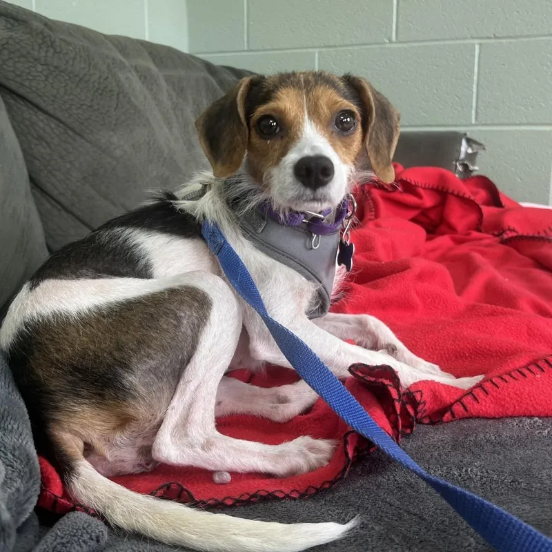 A young medium-sized female Mixed Breed dog named Propellor for adoption in State College, PA