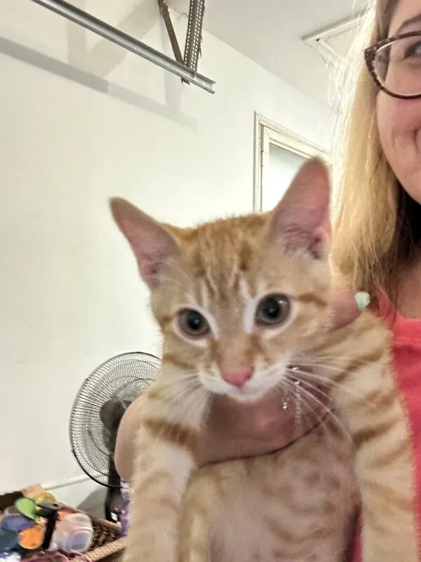 A young medium-sized male Tabby (Orange / Red) Domestic Short Hair cat named Blaze for adoption in Adrian, MI