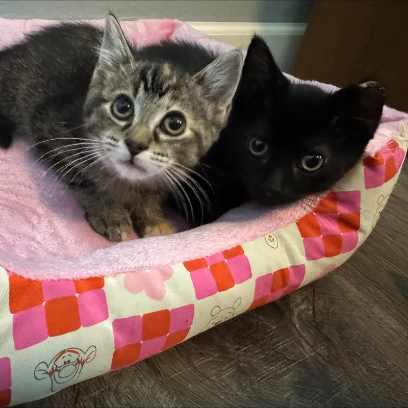 A baby small-sized female Brown / Chocolate Domestic Short Hair cat named Dream for adoption in Edwardsville, IL