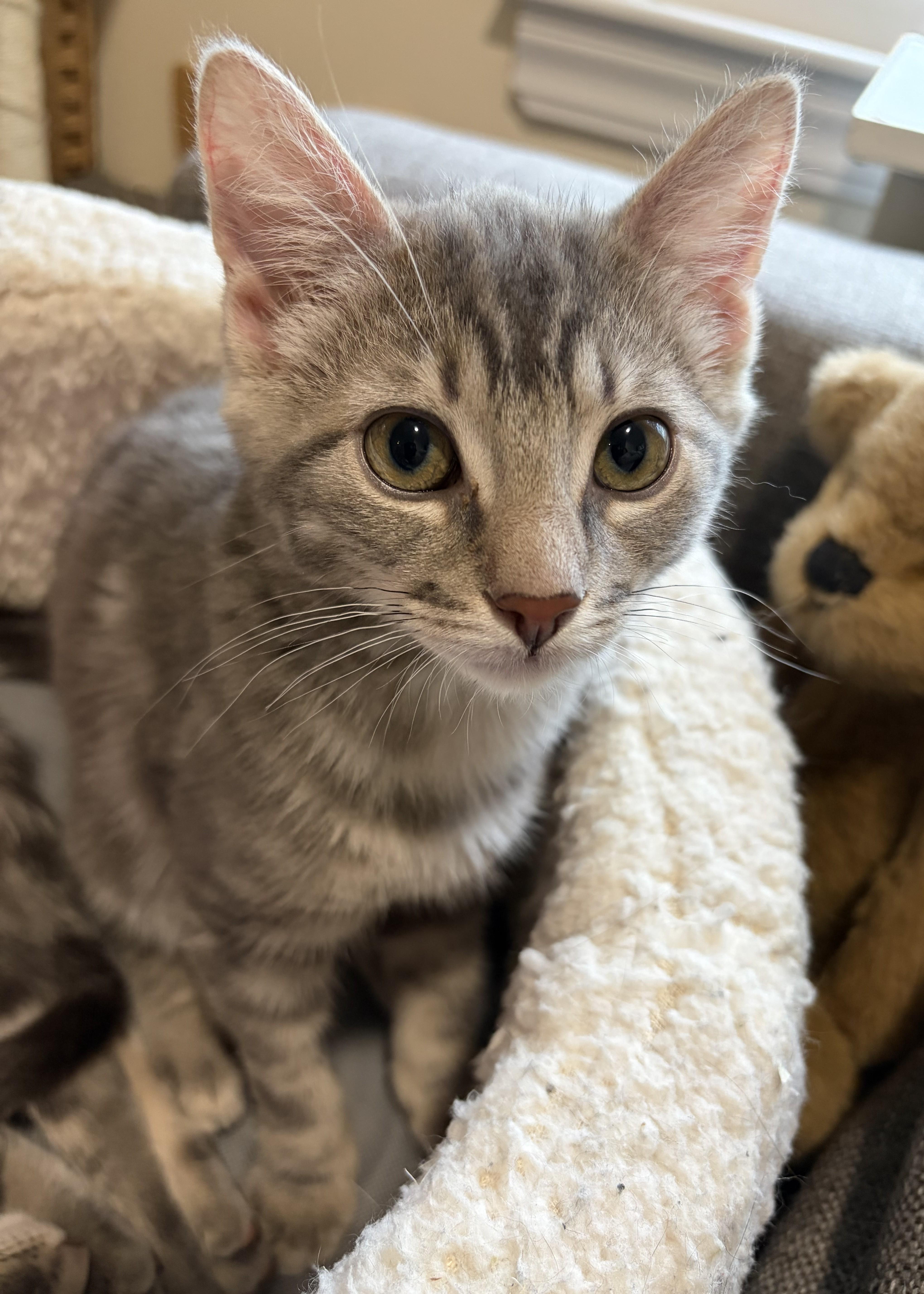 A baby medium-sized male Tabby (Gray / Blue / Silver) Domestic Short Hair cat named Rudy for adoption in Harrison, NY