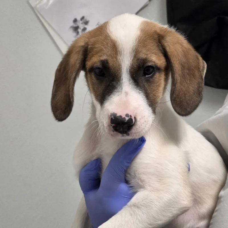 A baby small-sized male White / Cream Mixed Breed dog named Ace for adoption in Troy, IL