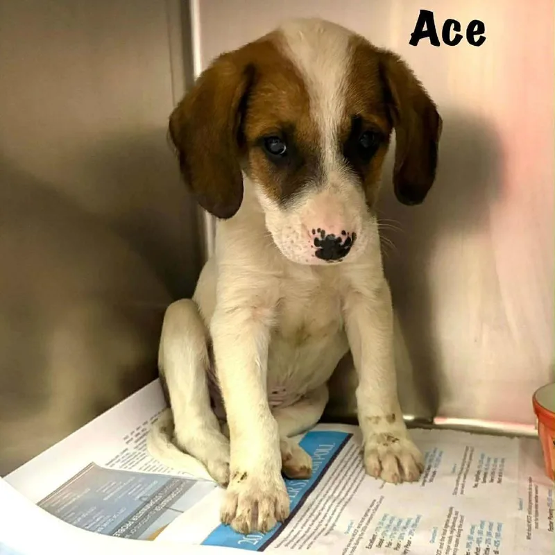 Ace thumbnail 2