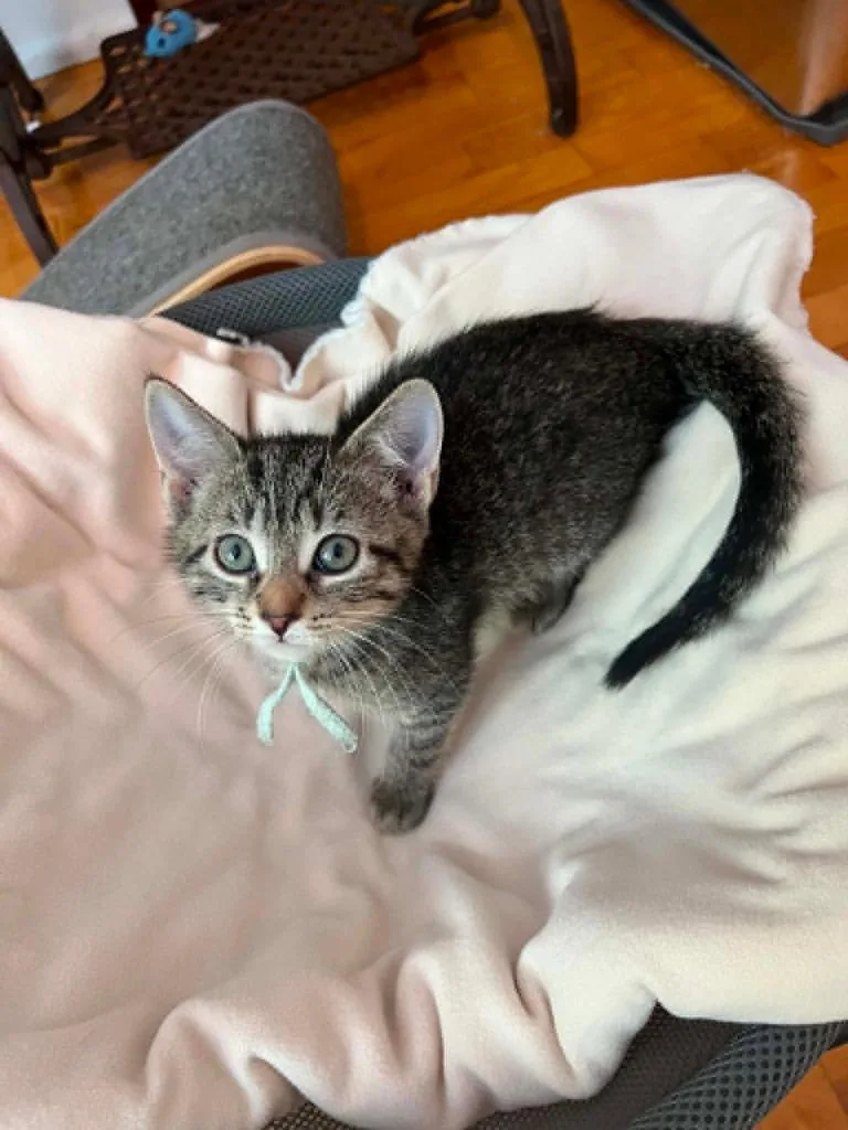 A baby small-sized female Domestic Short Hair cat named Fern for adoption in Fond Du Lac, WI