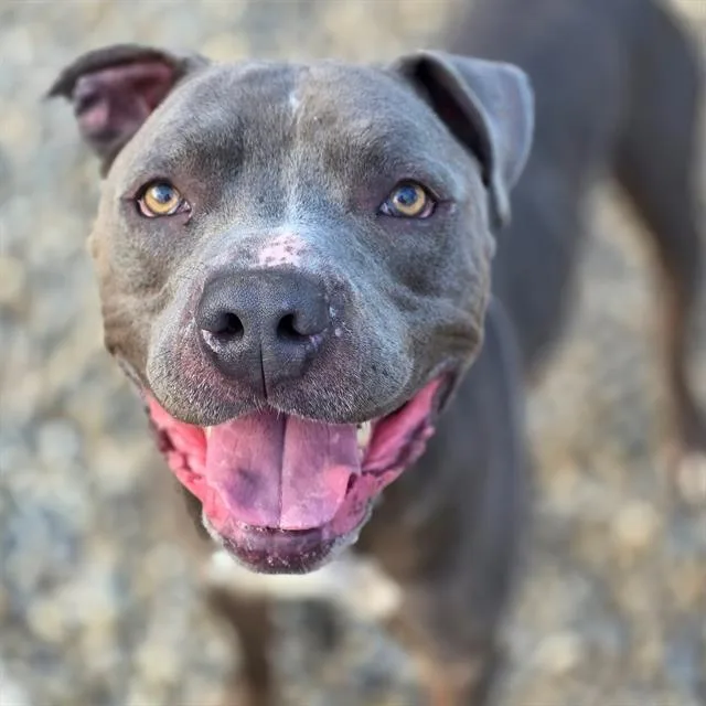 An adult large-sized male Pit Bull Terrier dog named Titan for adoption in Indianapolis, IN