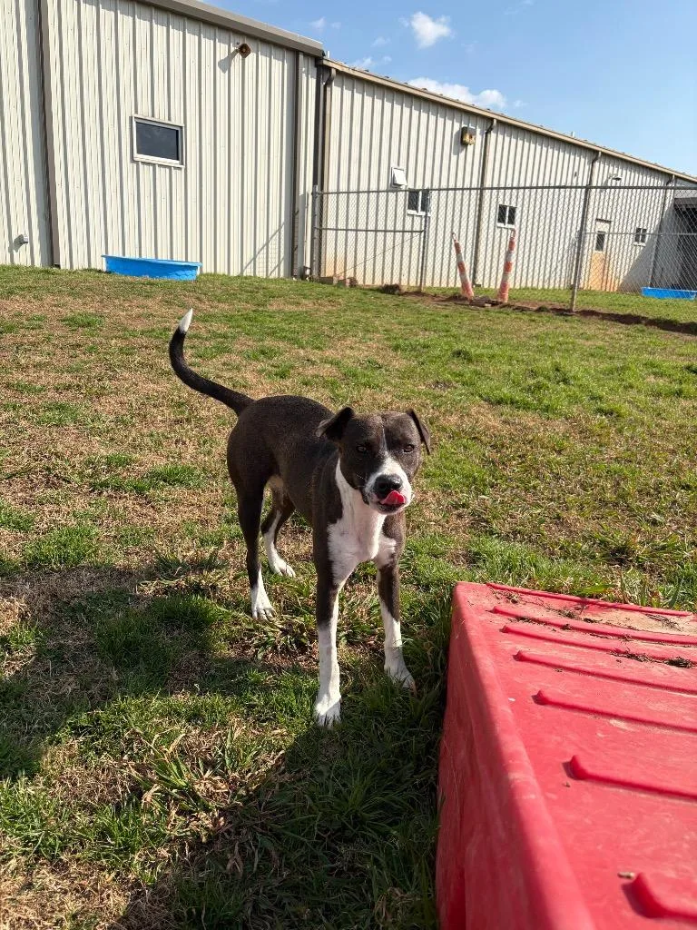 A young medium-sized female Mixed Breed dog named Lori for adoption in Bossier City, LA