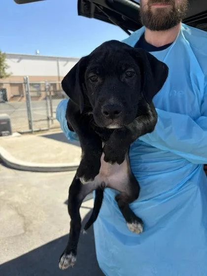 A baby small-sized female Labrador Retriever dog named Shelby for adoption in Fresno, CA