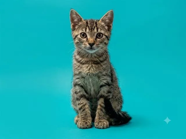 A baby small-sized female Domestic Short Hair cat named Prue for adoption in Jacksonville, FL