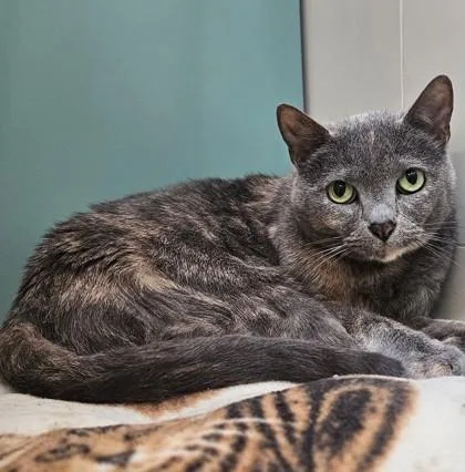 A senior medium-sized female Dilute Tortoiseshell Domestic Short Hair cat named Clara for adoption in Santa Cruz, CA