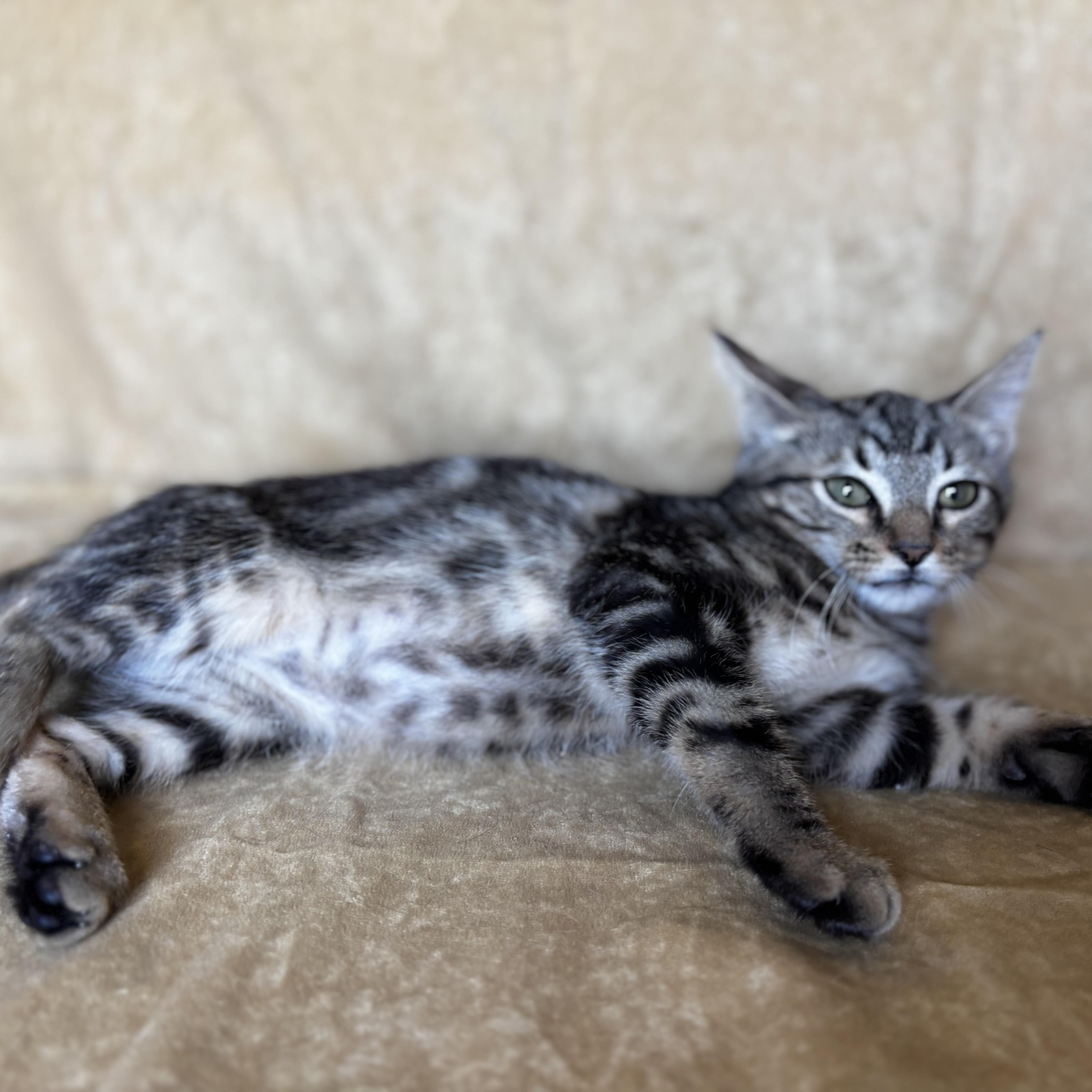 A baby medium-sized male Tabby (Brown / Chocolate) Domestic Medium Hair cat named Andros for adoption in Liverpool, TX