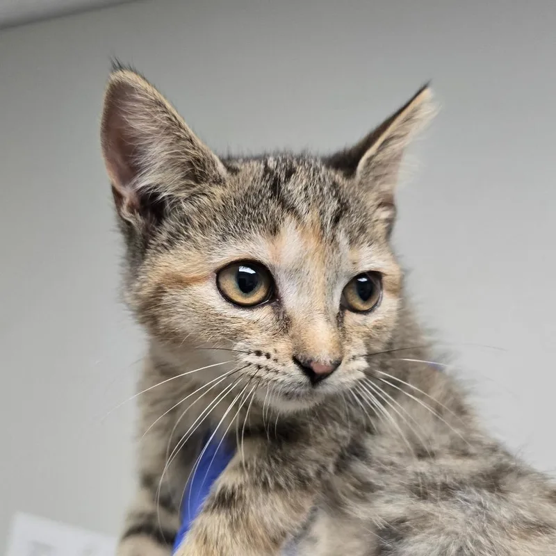 A baby small-sized female Domestic Short Hair cat named Jazmine for adoption in Concord, NC