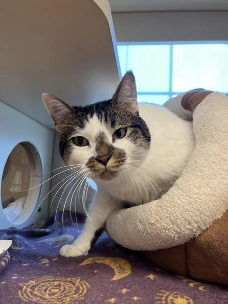 An adult small-sized male Domestic Short Hair cat named Milo for adoption in Virginia Beach, VA