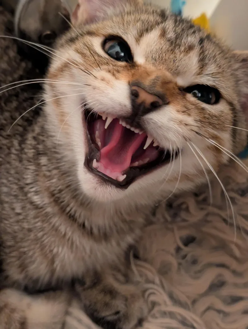 A baby medium-sized male Tabby (Gray / Blue / Silver) Tabby cat named Thompson for adoption in Richmond, VA