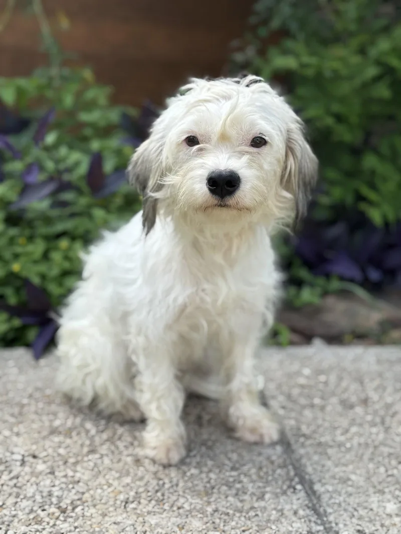 An adult small-sized female Terrier dog named Lola for adoption in Helotes, TX