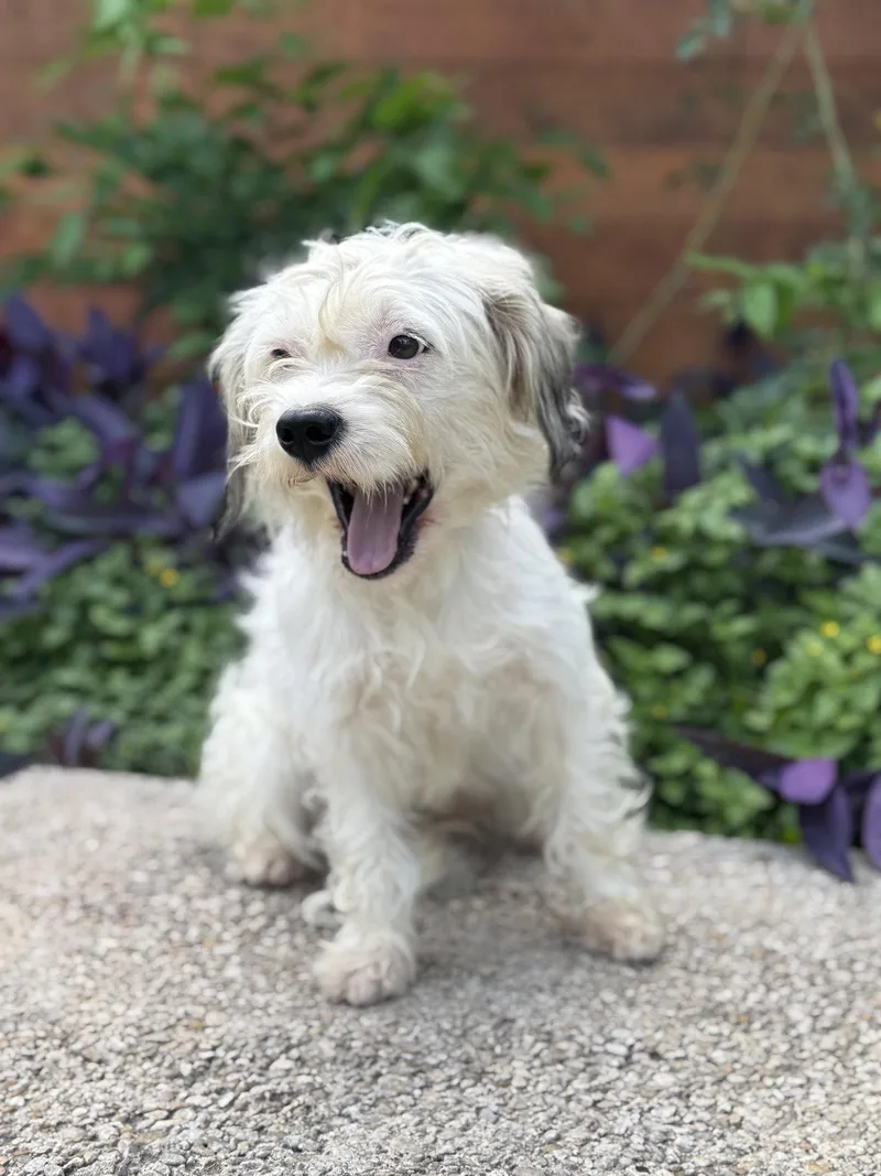 Lola thumbnail 3