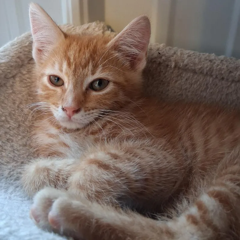 A baby small-sized male Orange / Red Domestic Short Hair cat named Eddie for adoption in Marion, IL