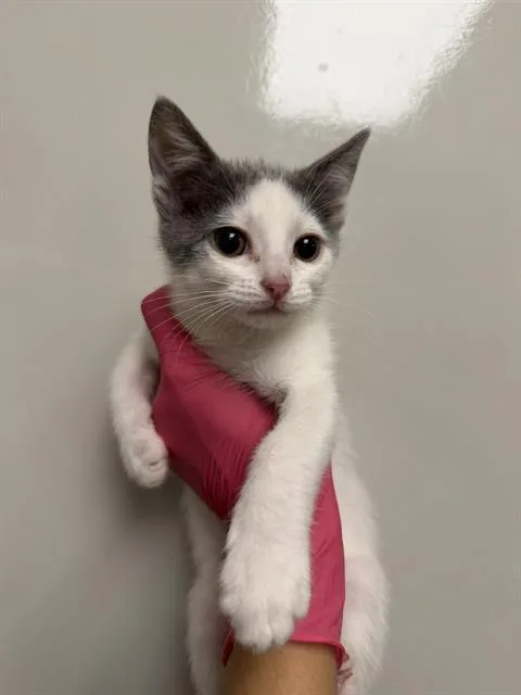 A baby small-sized male Domestic Short Hair cat named Sonny for adoption in Ontario, CA