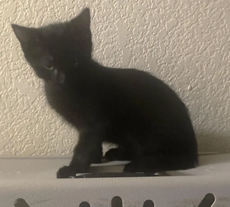 A baby medium-sized male Black Domestic Short Hair cat named Bagheera The Fastest for adoption in Prescott, AZ