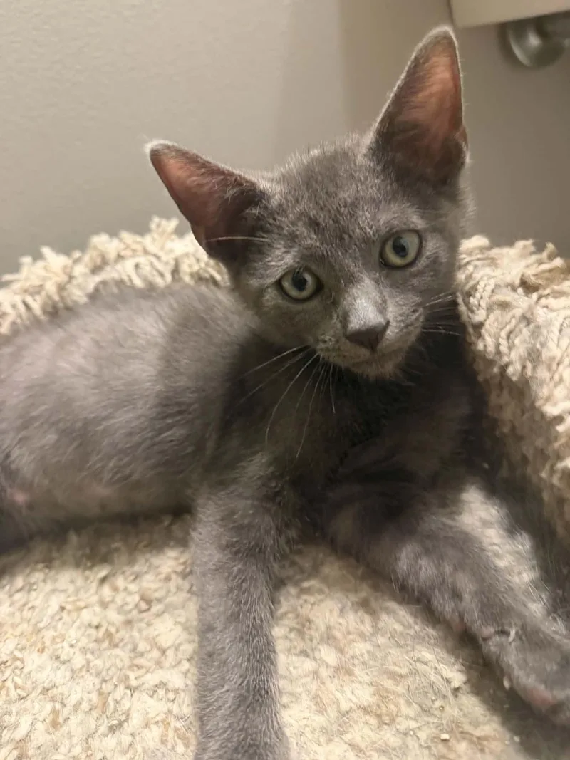 A baby medium-sized male Gray / Blue / Silver Domestic Short Hair cat named Bash for adoption in Wading River, NY