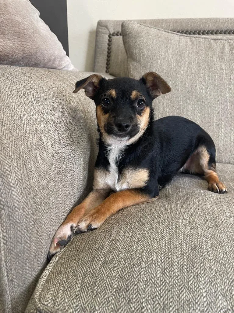 A baby small-sized male Mixed Breed dog named Liverwurst for adoption in Thousand Oaks, CA