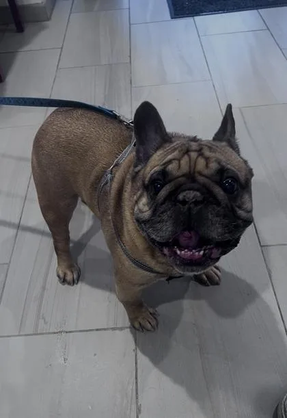 An adult small-sized male French Bulldog dog named Dj for adoption in Daytona Beach, FL