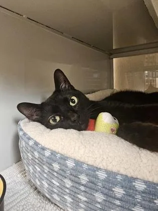 An adult small-sized female Domestic Short Hair cat named Farah for adoption in Phoenix, AZ