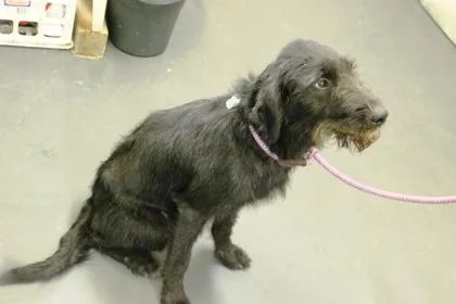 An adult large-sized female German Wirehaired Pointer dog named Eclipse for adoption in Picayune, MS