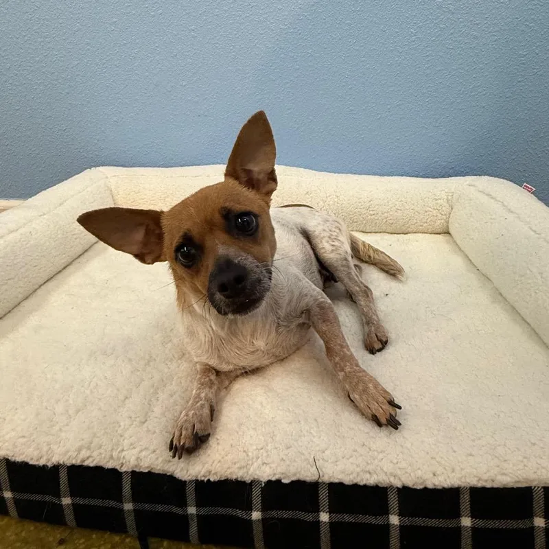 An adult small-sized female White / Cream Chihuahua dog named Peyton for adoption in Fresno, CA