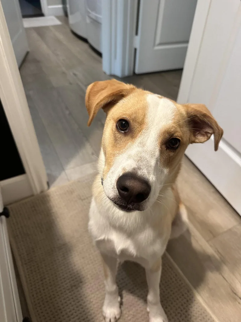 A baby medium-sized male Australian Cattle Dog / Blue Heeler dog named Goofy aka Skipper for adoption in San Diego, CA
