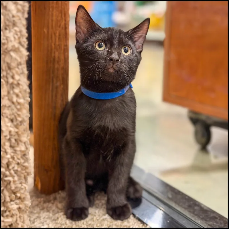 A young medium-sized male Black Domestic Short Hair cat named Messi for adoption in Roswell, GA