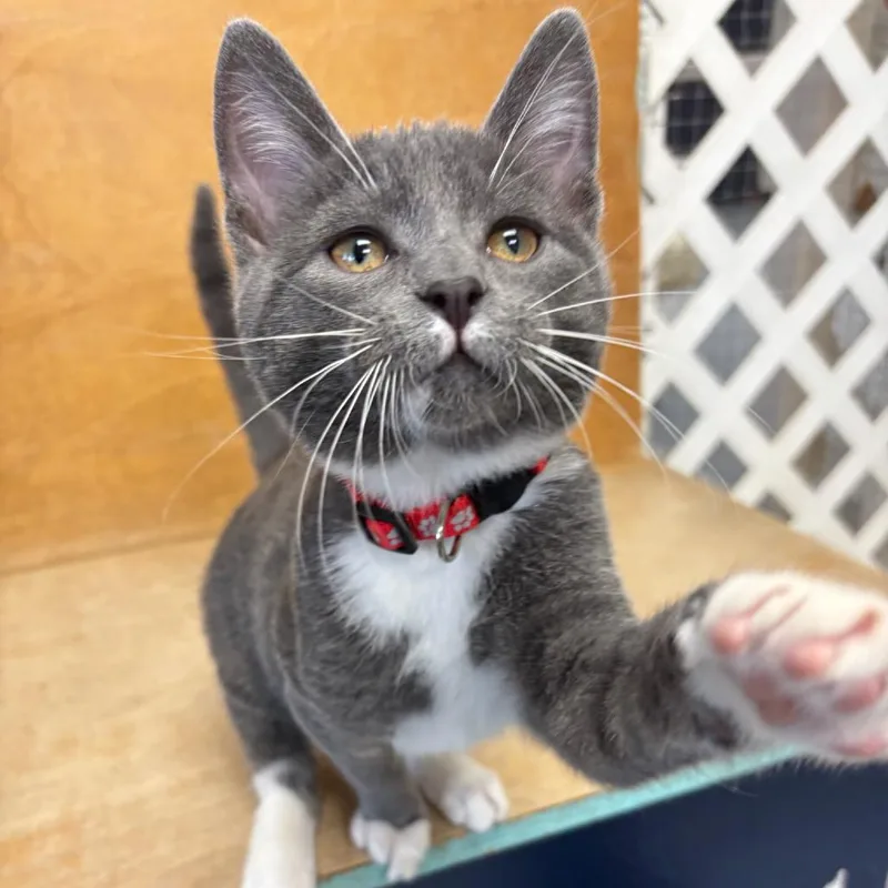 A young small-sized male Gray / Blue / Silver Domestic Short Hair cat named Bowser for adoption in Hopewell, VA