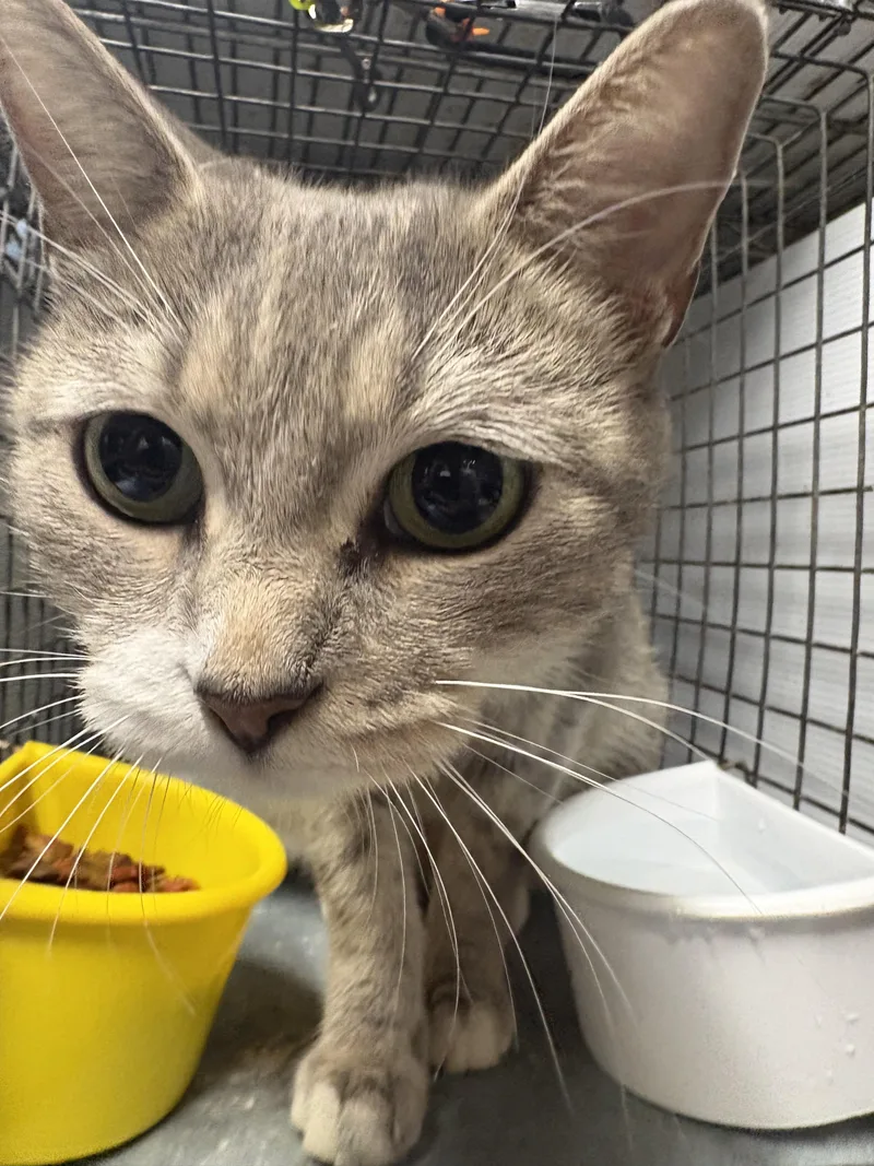 A young small-sized female Domestic Short Hair cat named JOAN little cuddlebug for adoption in New York, NY
